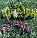 Succulent Cuttings Set | 7 Varieties | Easy to Grow Succulents | Ideal for Plant Lovers