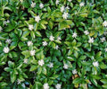 3 Bare Root Pachysandra Cuttings - Low Maintenance Ground Cover for Shade - Pachysandra terminalis