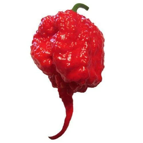 Carolina Reaper Pepper Seeds | Heirloom Non-GMO | F1 Hybrid Hot Chili Seeds | Capsicum chinense
