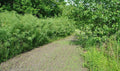 Austree Hybrid Willow Tree Cuttings - 100 Fast Growing Cuttings for Privacy Hedge (Salix x matsudana 'Austree')