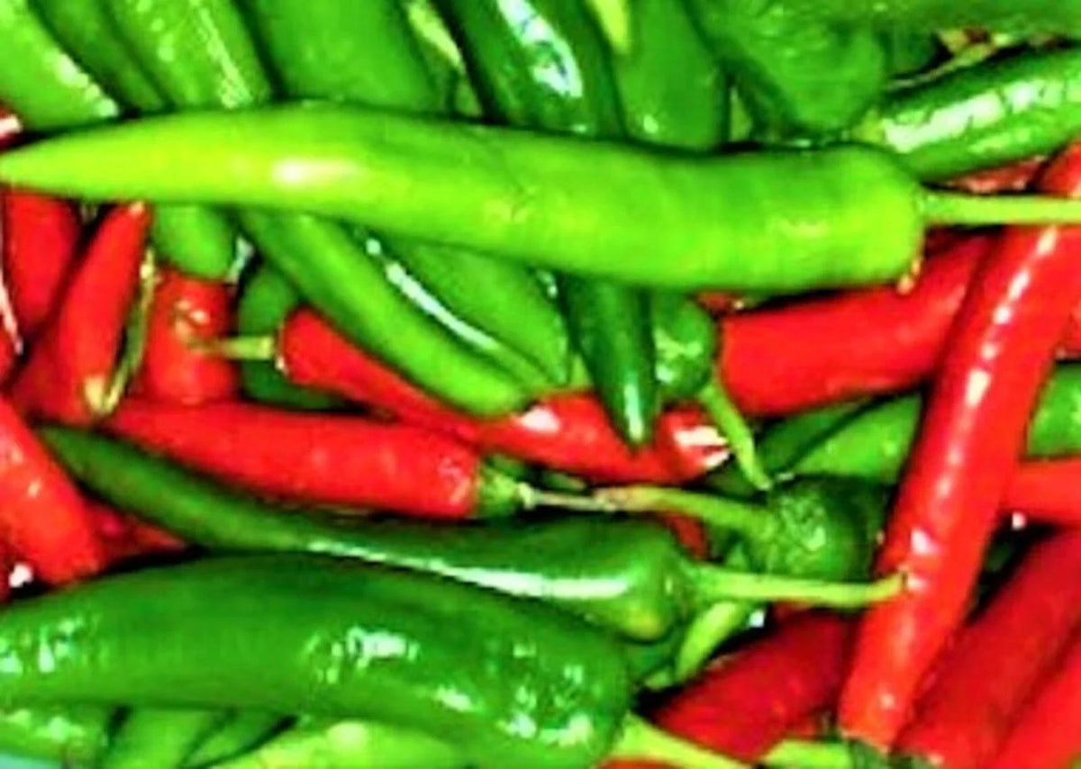 Cayenne Long Red Slim Pepper Seeds - 50+ Non-GMO Seeds for Gardening - Capsicum annuum
