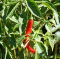 Cayenne Pepper Seeds - Long Red Thin Heirloom, Non-GMO, 20+ Seeds, Capsicum annuum