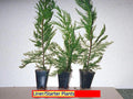 Leyland Cypress Tree Starter Plant - 3 Bare Root Evergreen Hedge Plants (Cupressocyparis leylandii) for Privacy & Windbreaks
