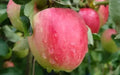 Katy Apple Seeds - 25+ Organic Seeds for Garden Planting - Malus domestica - USA