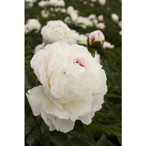 Bareroot Peony, 2-3 Eye, Shirley Temple Variety, Paeonia lactiflora - Ideal for Fall Planting