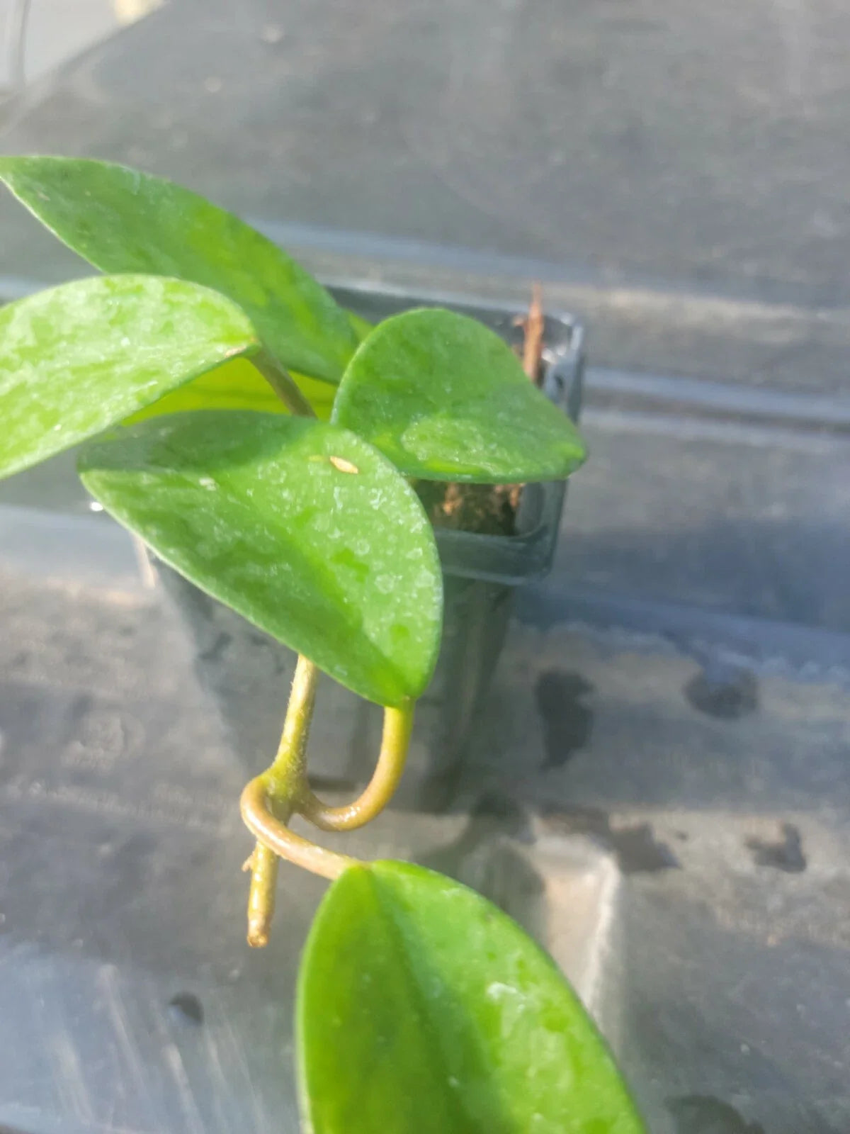 Hoya Plant in 3 Inch Pot - Wax Plant, Indoor Houseplant, Hoya Carnosa
