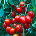 Heirloom Cherry Tomato Seeds - 100+ Non-GMO Organic Sweet Seeds - Perfect for Home Gardens - Solanum lycopersicum