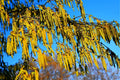 30 Hazel Alder Tree Seeds - Alnus incana Rugosa - Ideal for Planting, Fast-Growing, Native Trees