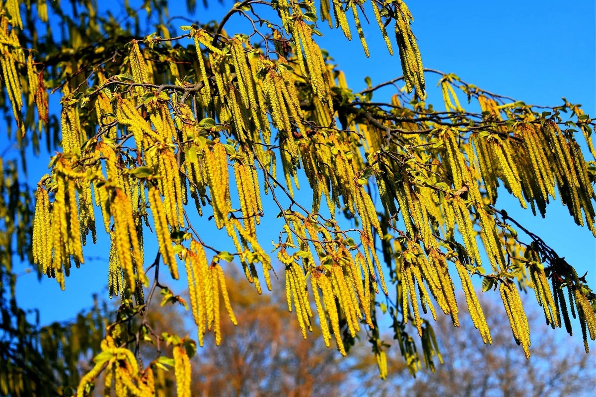 30 Hazel Alder Tree Seeds - Alnus incana Rugosa - Ideal for Planting, Fast-Growing, Native Trees