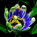 Blue Passion Flower Seeds - Climbing Vine for Hummingbirds & Butterflies - Passiflora caerulea