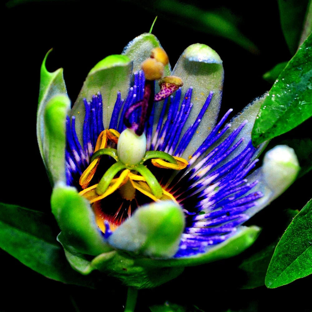 Blue Passion Flower Seeds - Climbing Vine for Hummingbirds & Butterflies - Passiflora caerulea