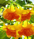 Angel Trumpet Seeds - 10 DBL Bright Yellow Orange Flowers - Brugmansia spp.