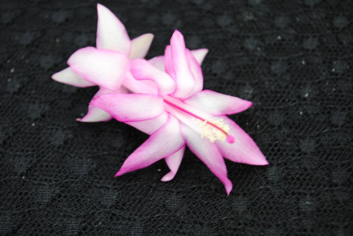 Christmas Cactus Starter Plant - Jolly Roger - Schlumbergera Truncata - Well Rooted Healthy Plant for Home Decor or Gifting