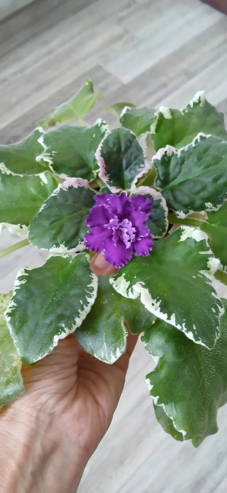 Cabaret Variegated African Violet Leaves - 2 Pack - Saintpaulia ionantha