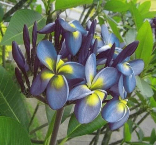 Plumeria Seeds - 5 Pack Blue Yellow Flowers - Perennial Plant - Frangipani Variety - US Seller