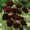 Chocolate Cosmos Seeds - 200+ Pack for Garden Planting - Dark Brown Flowers - Cosmos atrosanguineus