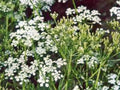 Caraway Herb Seeds - 100+ Seeds for Planting - Culinary Use, Roots & Seeds - Carum carvi