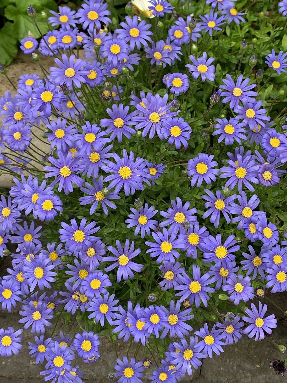 Blue Daisy Plants 3 Inch Pot, Perennials, 5 to 6 Plants, 6 to 8 Inches Height, African Daisy (Osteospermum)