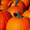 Connecticut Field Pumpkin Seeds | NON-GMO Heirloom Variety | Garden Seeds for Planting | Cucurbita pepo