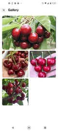 Black Cherry Seeds 15 Pack | Sweet Edible Fruit | Prunus serotina | USA Native Tree | Rum Cherry | Zones 3-9