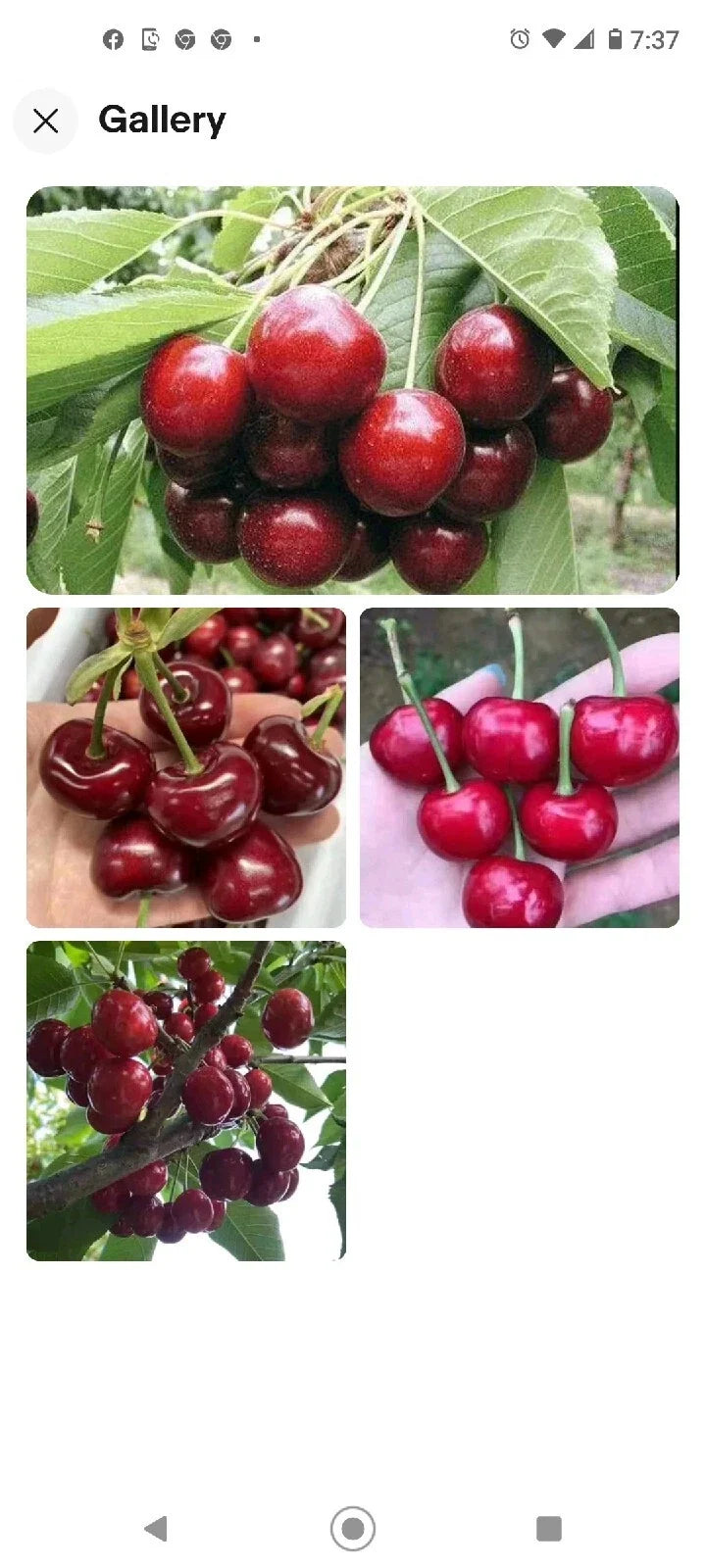 Black Cherry Seeds 15 Pack | Sweet Edible Fruit | Prunus serotina | USA Native Tree | Rum Cherry | Zones 3-9