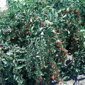 Goji Berry Cuttings - Fresh Cuttings from Mature Plant - Lycium barbarum - Lot of 20