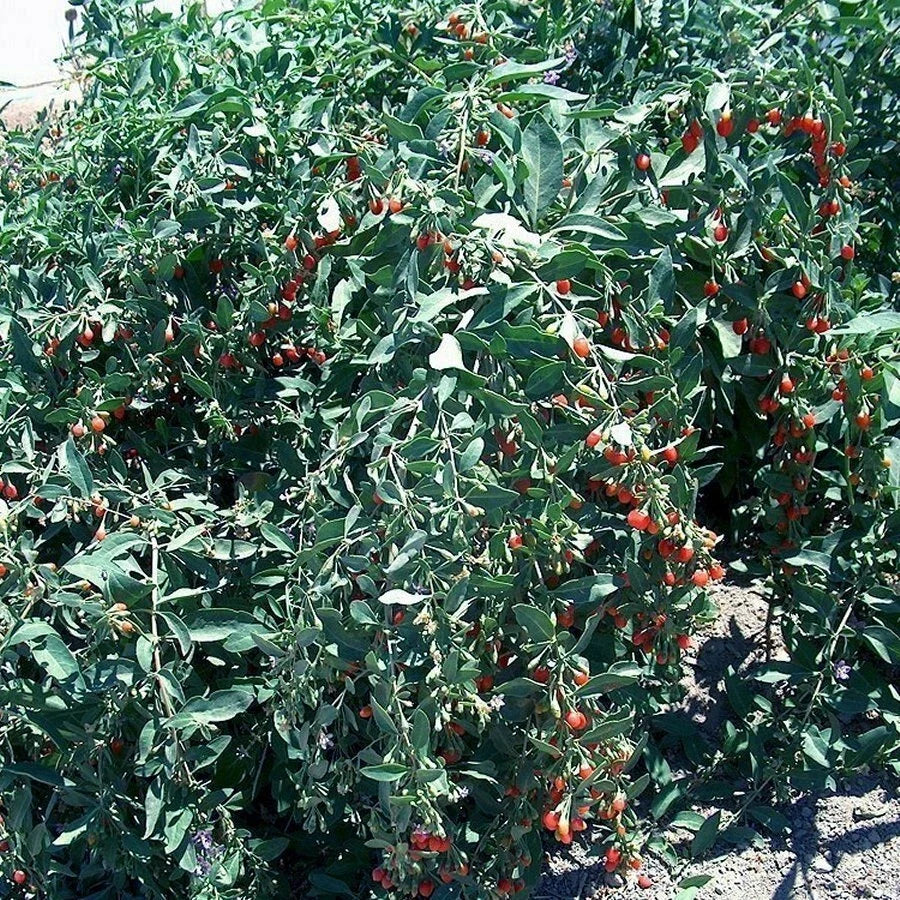 Goji Berry Cuttings - Fresh Cuttings from Mature Plant - Lycium barbarum - Lot of 20