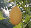 Rare Hami Melon Seeds - Large 4-5lb Fruits, Sweet & Crunchy - 25 Seeds (Cucumis melo var. Hami)