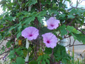 20 Seeds Brazilian Morning Glory, Hummingbird & Butterfly Attracting, Ipomoea setosa, Colorful Vines for Gardens