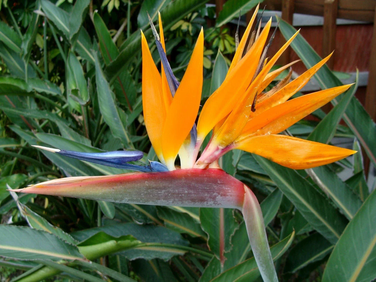 Bird of Paradise Plant 3" Pot Strelitzia reginae Rooted Houseplant