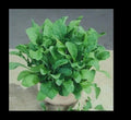 Arugula Seeds - 5000 Heirloom ASTRO 300 - Nutty Flavor for Healthy Salads - Zesty Garden Greens