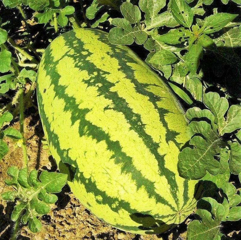 Jubilee Watermelon Seeds | Giant Sweet Green Striped Fruit | Citrullus lanatus | Fresh 2025