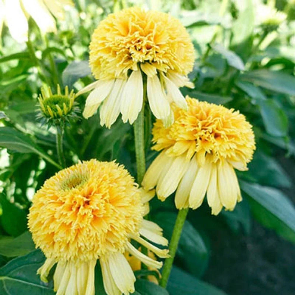 50 Lemon Drop Coneflower Seeds | Echinacea Perennial Flower Seeds | Vibrant Yellow Blooms | Non-GMO USA 1213