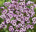 Bird's Eyes Gilia Seeds 500+ Tricolor Annual Flower for Hummingbirds, Gilia tricolor, USA Free Shipping