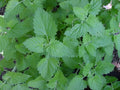 Catnip Seeds 1000+ Non-GMO Herb Perennial Garden Plant - Nepeta cataria - USA Grown, Free Shipping