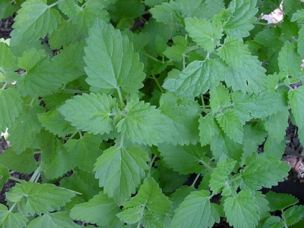 Catnip Seeds 1000+ Non-GMO Herb Perennial Garden Plant - Nepeta cataria - USA Grown, Free Shipping