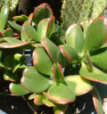 Jade Plant Cuttings - 4 Fresh Crassula Ovata Cuttings - Succulent Garden Decor