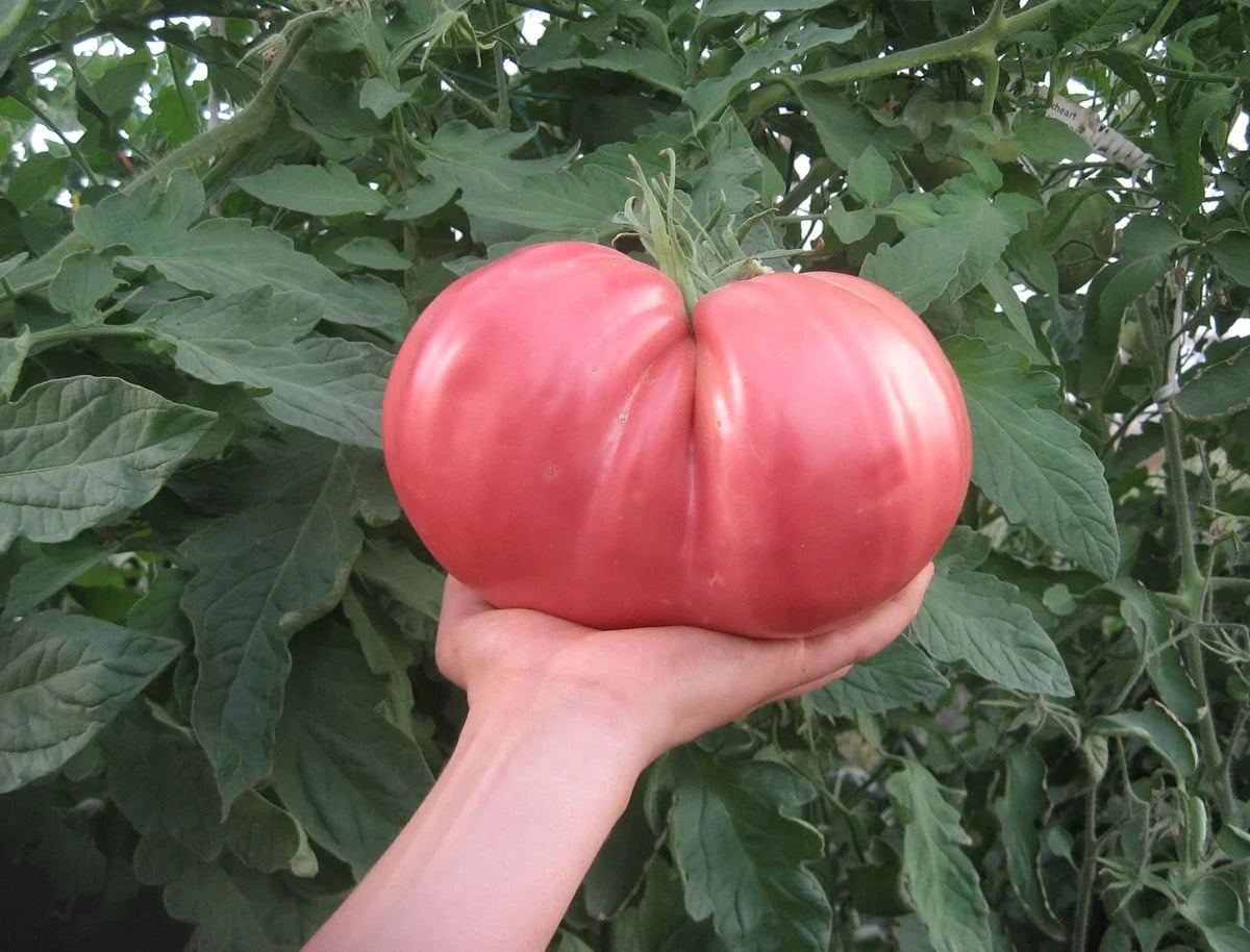 German Giant Tomato Seeds - 120+ Non-GMO Heirloom Organic Seeds - Fresh, Huge Variety - Solanum lycopersicum