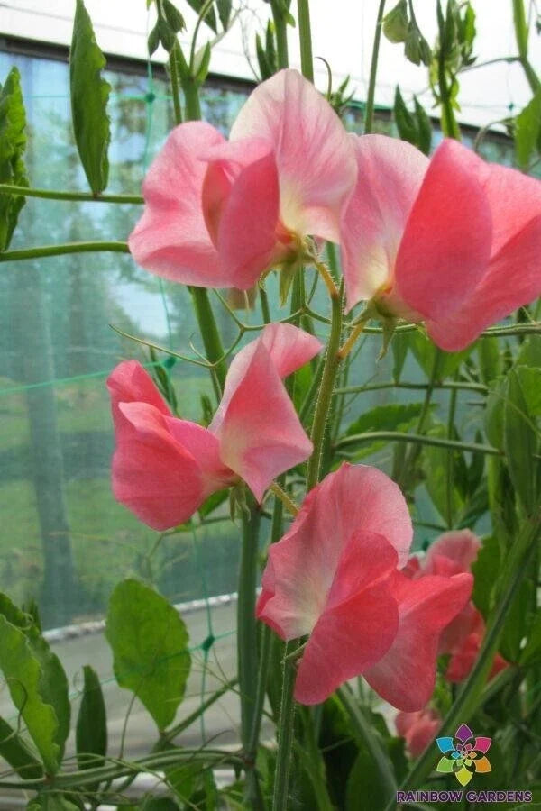 June Sweet Pea Seeds - 50+ Seeds for Garden Planting - Lathyrus odoratus - USA Grown
