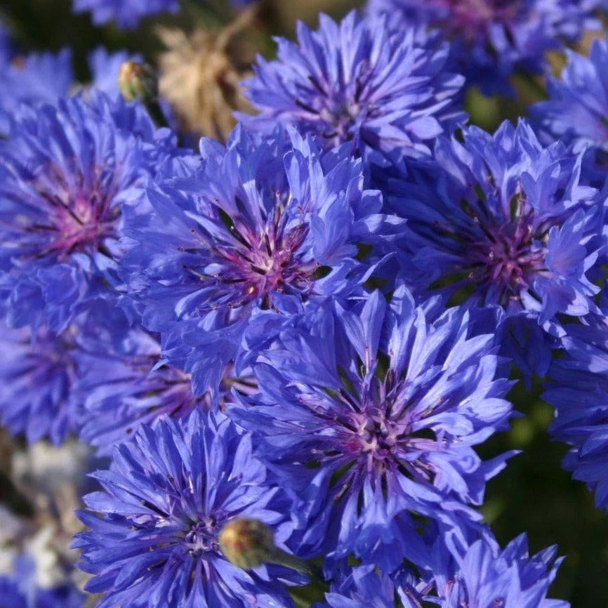 Blue Dwarf Bachelor Button Seeds - Centaurea Cyanus Blue - Ideal for 2025 Planting, Colorful Wildflower Garden Seeds