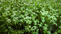 Curly Garden Cress Seeds (200 - 6400) Halim Aliv, Peppergrass Wort, Chandrashoor, Organic Herb Seeds for Garden