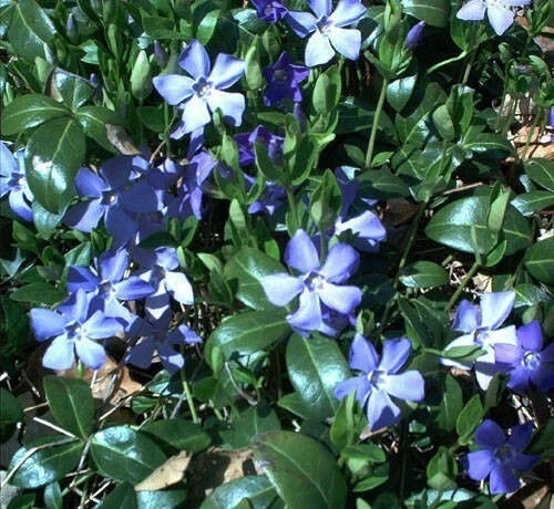 Creeping Myrtle Ground Cover Plants, 25 Bare Root Vinca Minor, Live Periwinkle, Durable Green Foliage
