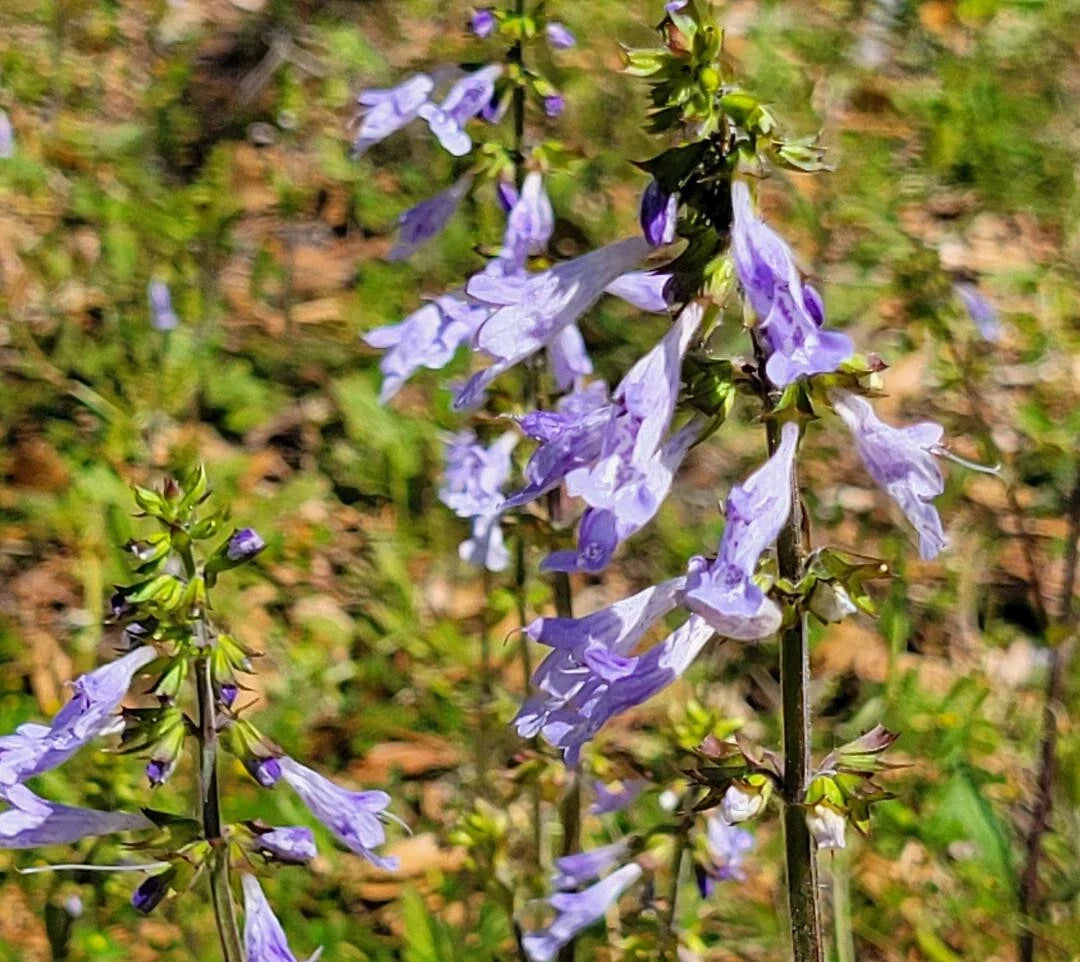 Lyreleaf Sage Seeds | 25 Pack | Salvia Lyrata | Florida Native Flower | Gulf Eco-Type