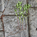 25 Bare Root Gooseneck Loosestrife Perennial Plants, Lysimachia clethroides, Freshly Dug for Garden Landscaping