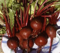 25 Fresh Heirloom Detroit Dark Red Beet Seeds | Beta vulgaris | Non-GMO, Organic Vegetable Seeds, Free USA Shipping