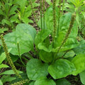 Plantago Major Bare Root Broadleaf Plantain - 3 PCs Live Plants Ready to Plant