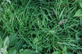 Garlic Chives Roots 6 Pounds Allium tuberosum韭菜, ニラ, 부추 - Fresh Culinary Herb for Cooking and Gardening