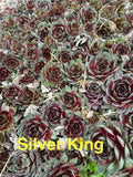 10 Live Hardy Sempervivum Silver King Succulents, Hens and Chicks, Zones 4-8, 1/2" and Up, Perennial Outdoor Plants