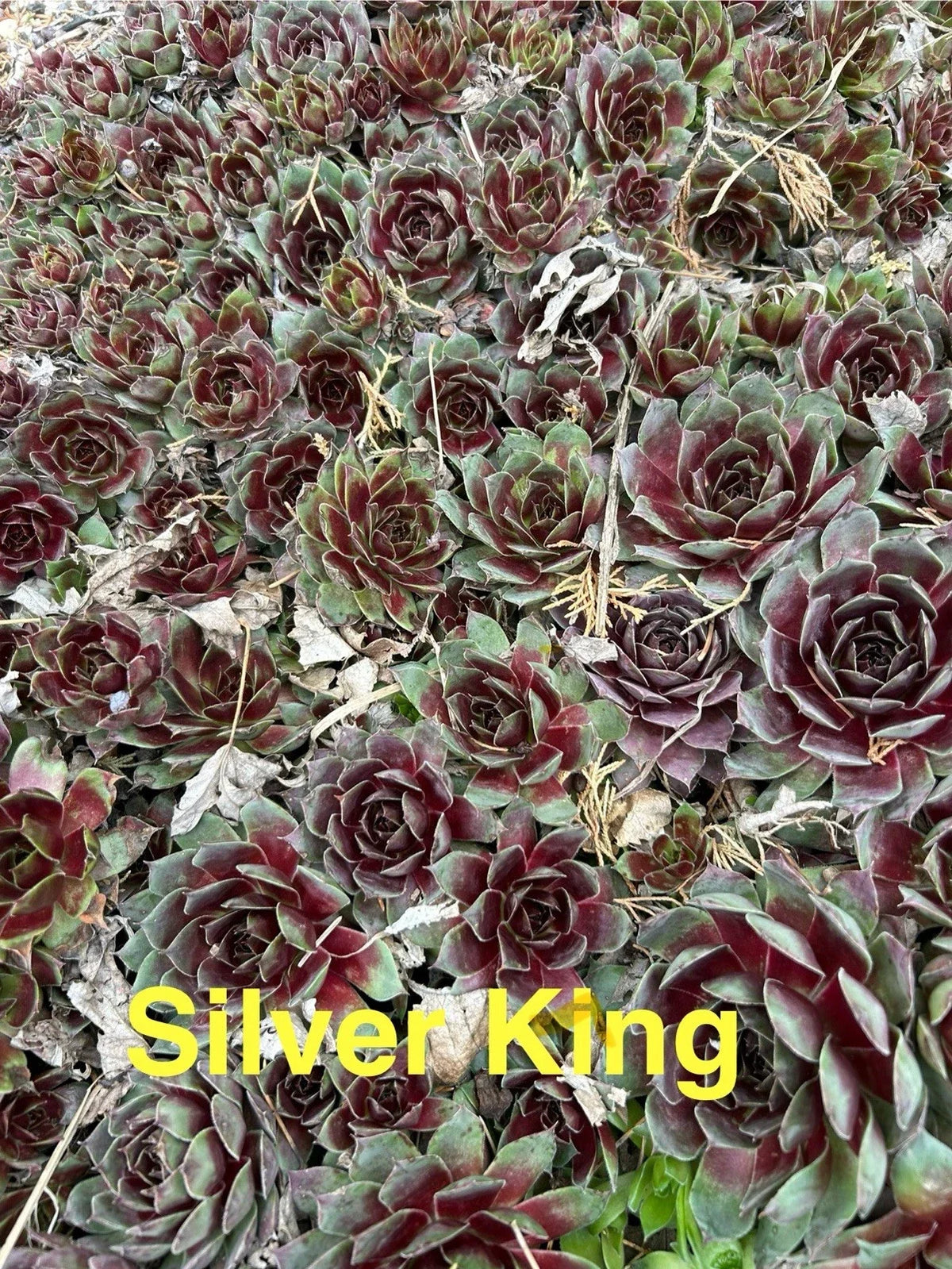 10 Live Hardy Sempervivum Silver King Succulents, Hens and Chicks, Zones 4-8, 1/2" and Up, Perennial Outdoor Plants