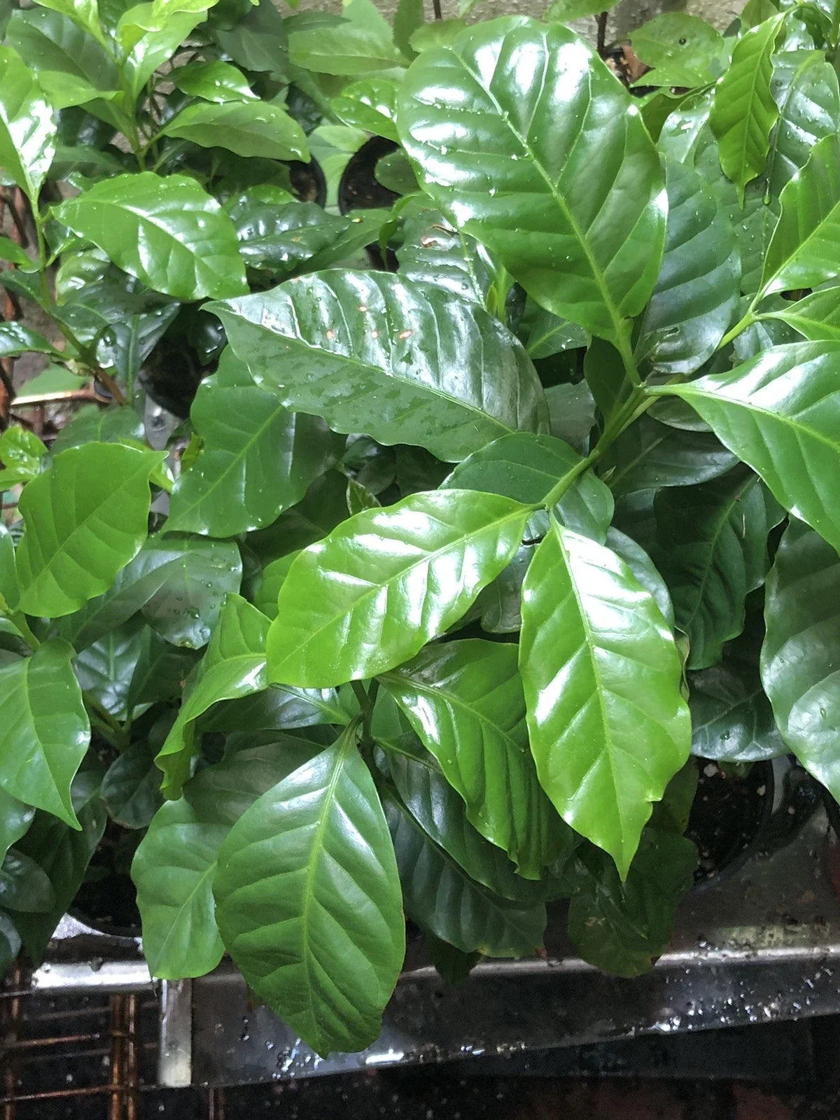 Coffee Plant 4-Inch Pot - Coffea Arabica - 4 to 5 Plants - Indoor Houseplant for Home and Office